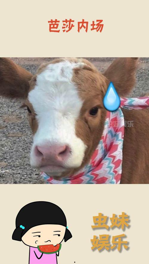 驴系青年娱乐吃瓜酱,揭秘娱乐圈幕后故事